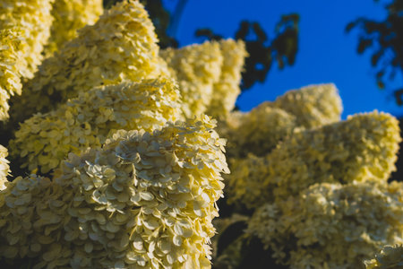 Bunches of yellow flowers growing blooming with a blue sky