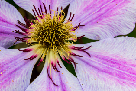 Beautiful Clematis flower close up on stamen with purple violet petalsの写真素材