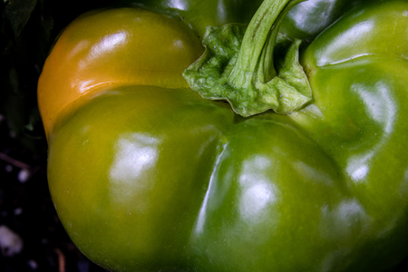 Tasty Fresh Bell Pepper close up growingの写真素材
