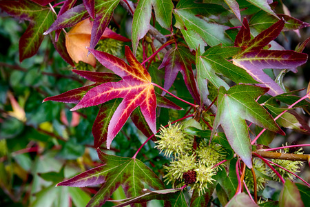 Bright vivid colorful autumn fall leaves changing colorsの写真素材