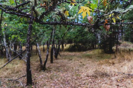 Autumn woodland forest with light showing through the treesの写真素材