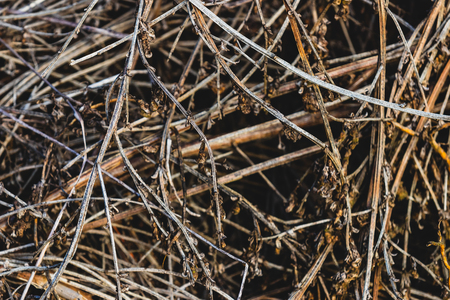 Close up pile of dry wooden twigs in random orderの写真素材