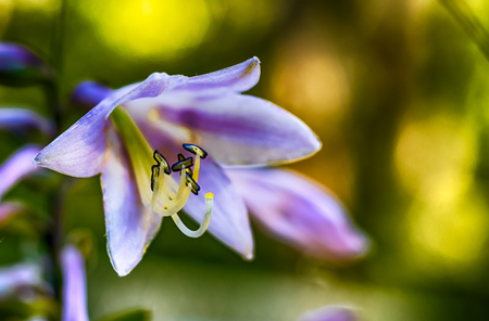 Bright vivid beautiful Clematis in bloom during the summertimeの写真素材
