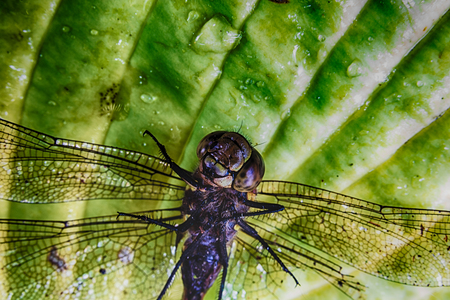 Dead dragonfly with broken legs lying upside down on a leafの写真素材