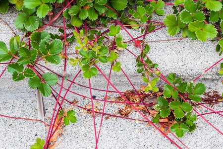 Red vine plant creeping over a concrete sidewalk in summerの写真素材