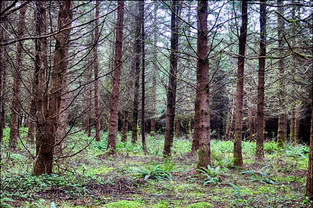 Autumn woodland forest with light showing through the treesの写真素材