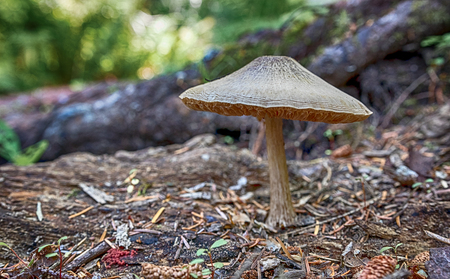 Large autumn mushroom growing next to a large tree vine on the forest floorの写真素材