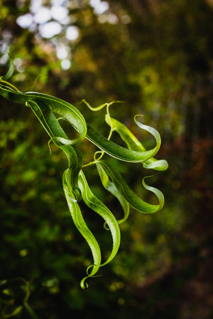 Twisty bright green lush leaved growing in the light