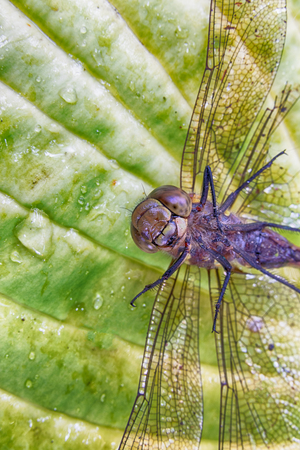 Dead dragonfly with broken legs lying upside down on a leafの写真素材