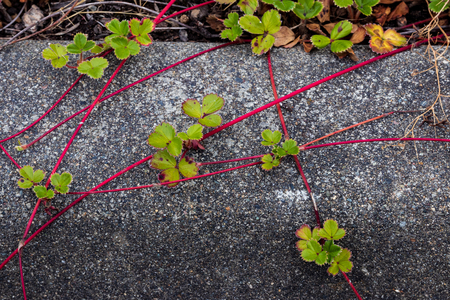 Red vine plant creeping over a concrete sidewalk in summerの写真素材