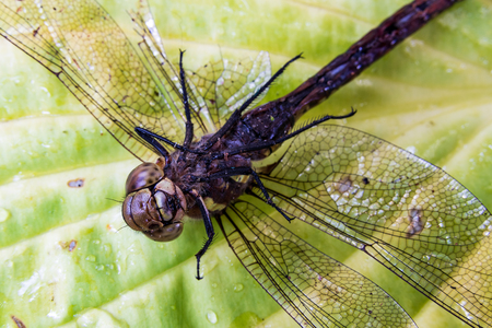 Dead dragonfly with broken legs lying upside down on a leafの写真素材