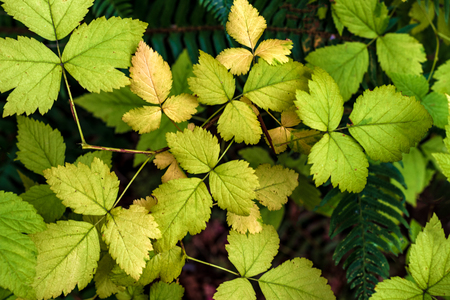 Green forest floor leaves growing on a shrubの写真素材