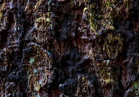 Aged worn tree bark close up with small moss particles growingの写真素材