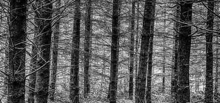 Black and White forest scene with high contrast and drama