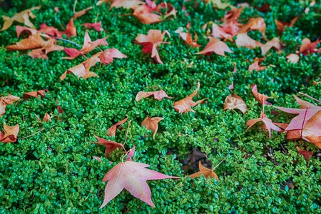Green plant leaves decaying in the fall seasonの写真素材