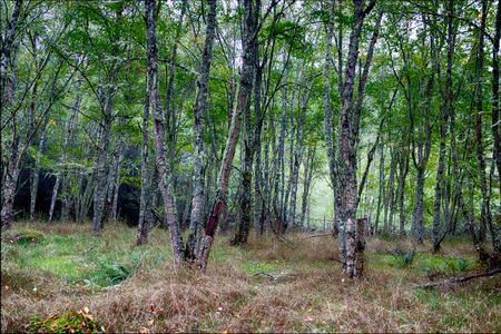 Autumn woodland forest with light showing through the treesの写真素材