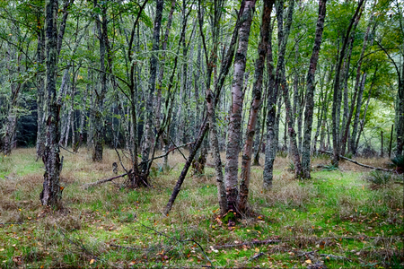 Autumn woodland forest with light showing through the treesの写真素材