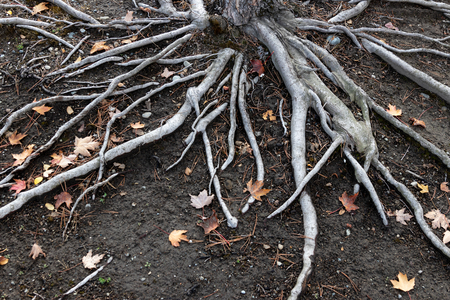 Old exposed tree roots on dirt with fallen leavesの写真素材