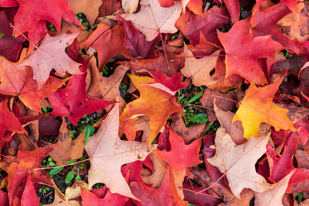 Bright vivid colorful autumn fall leaves changing colorsの写真素材