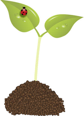 young plant new life concept vector with ladybirdのイラスト素材