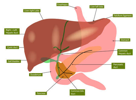 Illustration of anatomy of liver and gall bladderのイラスト素材