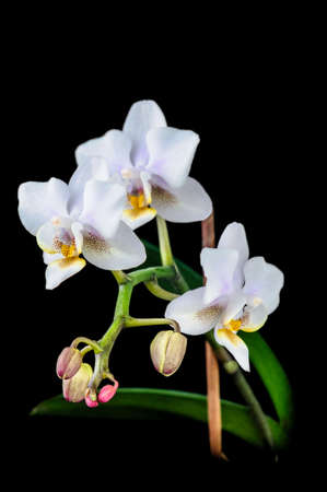 The blossoming white orchid on a black backgroundの写真素材