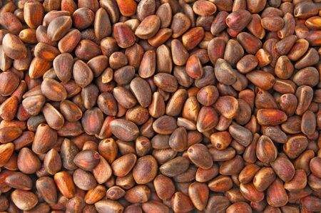background from a lot of nuts of Siberian cedarの写真素材