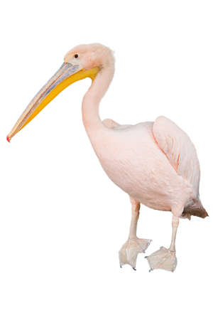 isolated stands pink pelican on white backgroundの写真素材