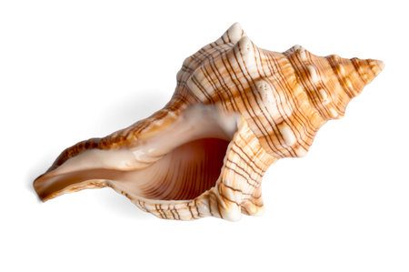  isolated big beautiful shell on white background