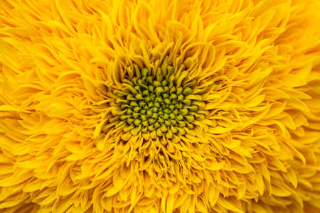 Close up macro sunflower core background yellow nature flowers floraの写真素材