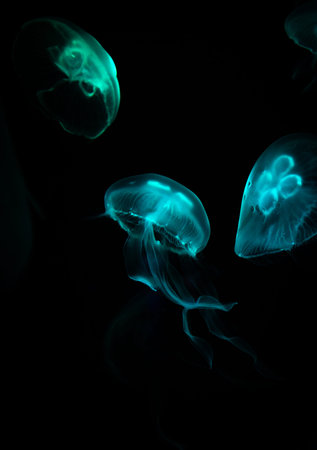 Low key jellyfish sea saltwater tank aquarium ocean life