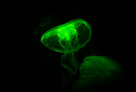 Low key jellyfish sea saltwater tank aquarium ocean lifeの写真素材