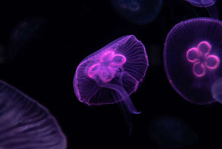 Low key jellyfish sea saltwater tank aquarium ocean lifeの写真素材