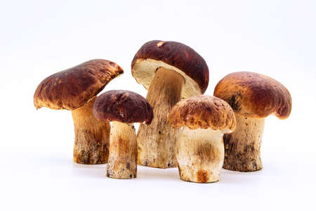 Nice porcinini on white background food health nature careの写真素材