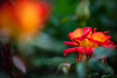 Red yellow rose in garden nature flora macro photographyの写真素材
