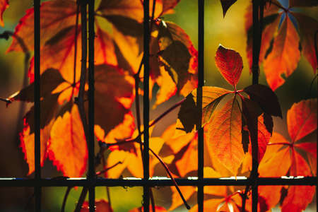 Nice color grape leaves autumn colors bright  back lightの写真素材