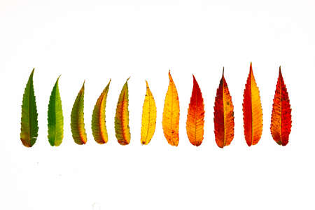 random leaves autumn color abstract full rainbow someの写真素材