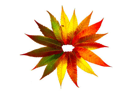 star leaves autumn color abstract full isolated white backgroundの写真素材