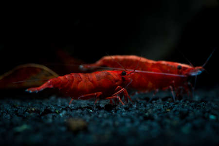 Red neocaridina shrimp fire pet aquarium freshwaterの写真素材