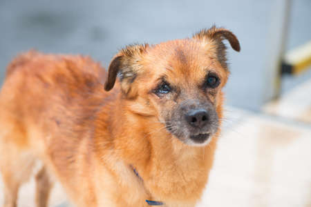 Rusty red dog under summer rain animal day lightの写真素材