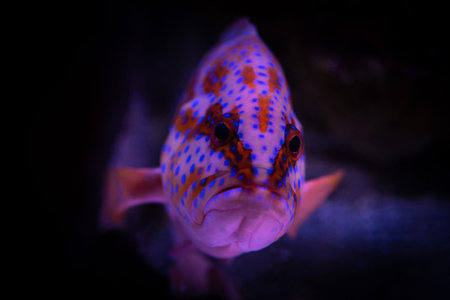 Red Sebastes aquarium sea fish pets wild life nature
