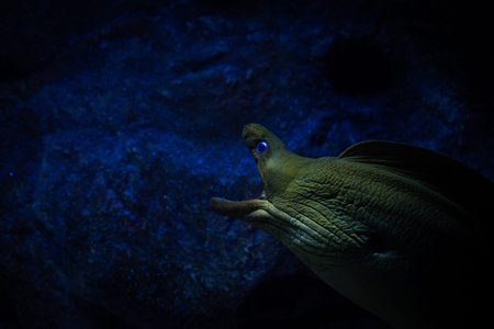 Big muraena fish sea wild nature open mouth aquarium pets ocean