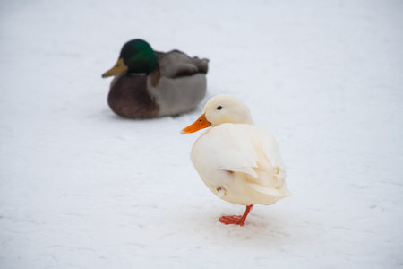 Wild duck mallard white rare mutant winter genetic mutation colorの写真素材