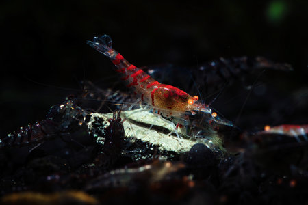 Orange eye red tiger shrimp eat nature pets wild life aquariumの写真素材