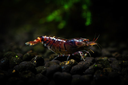Tiger shrimp pets aquarium fresh water nature pets dark backgroundの写真素材