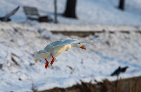 Wild duck mallard white rare mutant winter genetic mutation color fly swarmの写真素材