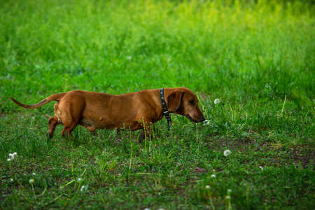 Rusty red Dachshund dog in green grass nature pets liveの写真素材