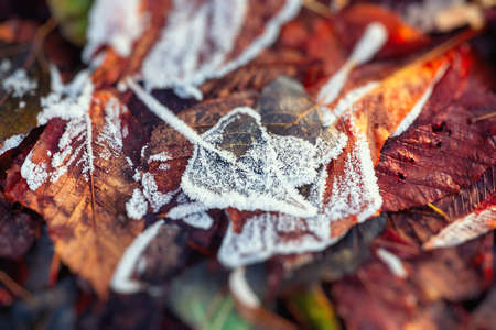 Autumn winter color leaf frost cold nature macro water scienceの写真素材
