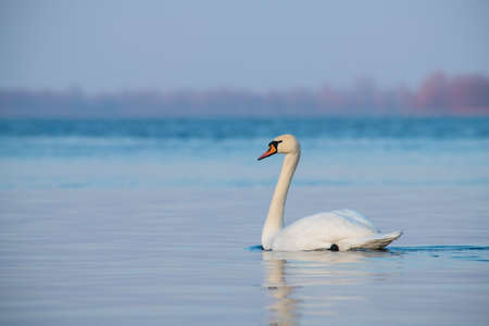 Two swans lake winter wild life nature coldの写真素材