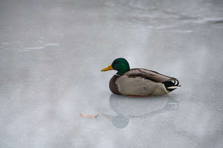 Duck reflection water ice lake nature winter time survive coldの写真素材